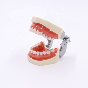 Actory Price-modelo de práctica dental, modelo de dientes desmontables - Product Image 1