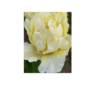 Collection <span class=keywords><strong>de</strong></span> bulbes <span class=keywords><strong>de</strong></span> tulipes parfumés à floraison printanière-Ballerine en fleurs <span class=keywords><strong>de</strong></span> pêcher Avant garde Empereur exotique pour <span class=keywords><strong>plantation</strong></span> <span class=keywords><strong>de</strong></span> jardin - Product Image 1