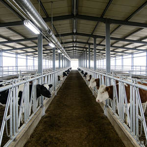 Casa Prefabricada, Estructura de Acero de Gran Envergadura para Uso Agrícola, Establos para Ganado Lechero - Product Image 2