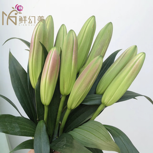 ताजा कट गुलाबी रोबिना लिली गुलदस्ते, प्रति डंठल 2 तने, लंबे वेस जीवन 10 + दिन, युन्नान फार्म से - Product Image 5