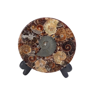 Conchas <span class=keywords><strong>de</strong></span> caracolas <span class=keywords><strong>de</strong></span> Madagascar naturales <span class=keywords><strong>de</strong></span> alta calidad, conchas <span class=keywords><strong>de</strong></span> <span class=keywords><strong>nautilus</strong></span>, rodajas <span class=keywords><strong>de</strong></span> <span class=keywords><strong>concha</strong></span> y adornos <span class=keywords><strong>de</strong></span> cuerno <span class=keywords><strong>de</strong></span> oveja - Product Image 4