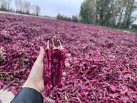 Harga Pabrik Bubuk Paprika Mentah Olahan AD yang Disterilkan Uap dan Dikeringkan 80-220 ASTA Food Grade untuk Dijual