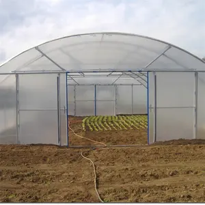 높은 터널 저렴한 비용 중국 단일 스팬 플라스틱 필름 야채 재배를위한 토마토 온실