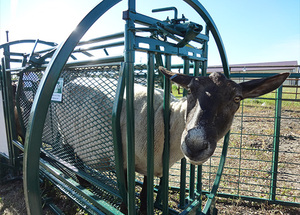 Nouvelle Caisse de Manipulation et de Transfert Professionnelle pour Moutons et Chèvres, Robuste, Galvanisée à Chaud, Blanche, pour l'Élevage - Product Image 6