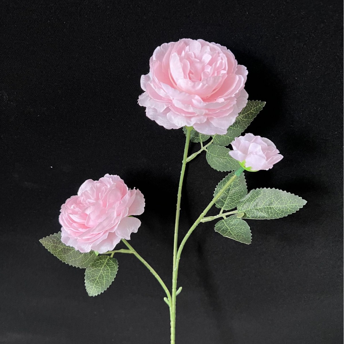 Light pink peony