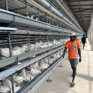 Buena Reputación Batería automática Tipo H Capa de huevo Gallinas ponedoras Jaulas Proveedor de equipos de cría de aves de corral - Product Image 5