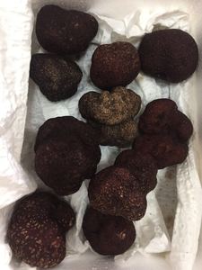 Trufa Negra Fresca China Silvestre DETAN Tuber <span class=keywords><strong>Indicium</strong></span>, Nueva Temporada 2023-2024 - Product Image 5