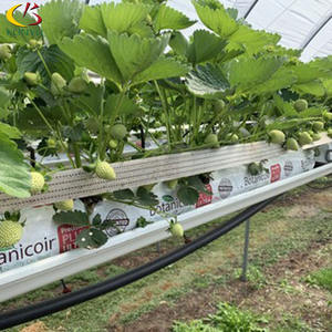 Cocopeat <span class=keywords><strong>gouttière</strong></span> de fraises en pleine croissance culture <span class=keywords><strong>gouttière</strong></span> - Product Image 4