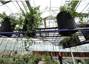 Vaso per Potatura Aerea in PVC da 30cm, Vaso in Plastica per Potatura Radicale, Vasi per Fiori - Product Image 6