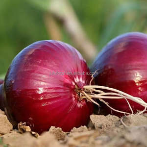 Oignons rouges de la dernière récolte, haute performance, en sacs maillés, pour stockage à froid, frais, 80-150g, durée de conservation de 8 mois, marque Ju Fu, origine Shandong - Product Image 2