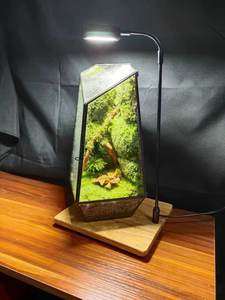 EG-V036 préservé <span class=keywords><strong>mousse</strong></span> Eco naturel vert mur Art peinture cadre plantes vivantes <span class=keywords><strong>mousse</strong></span> décoration de Table Terrarium plantes et <span class=keywords><strong>mousse</strong></span> - Product Image 6