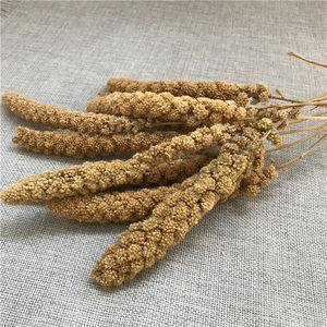 <span class=keywords><strong>Millet</strong></span> hybride Gu Sui à queue de renard blanc/rouge/doré, <span class=keywords><strong>millet</strong></span> perlé, <span class=keywords><strong>millet</strong></span> rouge/jaune en vente - Product Image 3