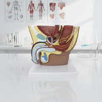 Modèle anatomique de l'anatomie reproductive masculine, système urinaire, surface sagittale pelvienne, testicules, prostate, vessie, sciences médicales