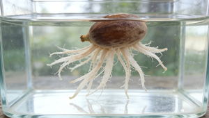 Graines de Baobab de qualité supérieure, de qualité alimentaire, séchées, en provenance de Zambie, pour l'extraction d'huile de haute pureté par Lake Farms - Product Image 6