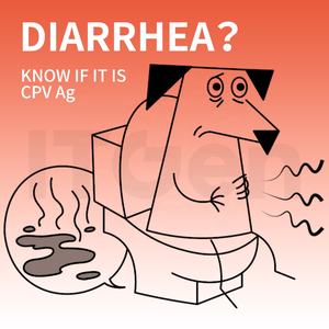 Sabervet Bonne Qualité CPV Ag Canine Parvovirus Antigène Test Rapide - Product Image 3