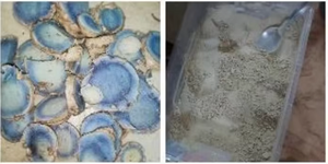 Polvo de Cúrcuma Negra Deshidratada, Hecho Naturalmente, a Granel, en Venta - Product Image 4