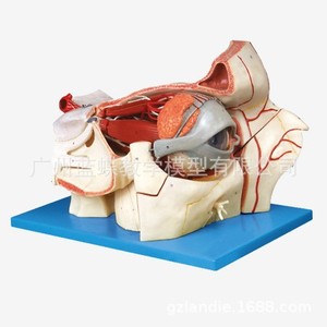 Modèle d'œil ; modèle agrandi de l'œil et de l'orbite ; modèle de formation en ophtalmologie ; modèle de structure oculaire ; muscles oculaires. - Product Image 2
