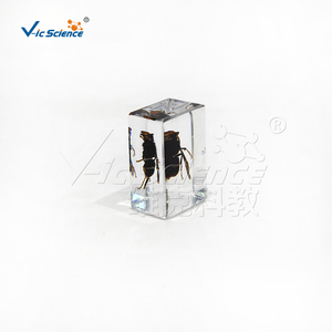 Plastomount Transparente con Insecto Encapsulado, Muestra Real <span class=keywords><strong>de</strong></span> Hymenoptera <span class=keywords><strong>para</strong></span> Investigación <span class=keywords><strong>de</strong></span> Laboratorio <span class=keywords><strong>de</strong></span> Entomología, CE/ISO/ROHS/CNAS - Product Image 3