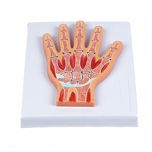 Modelo Anatómico <span class=keywords><strong>Seccional</strong></span> de Articulaciones de la Mano - Herramienta Educativa para Muñeca y Sistema Esquelético - Product Image 3