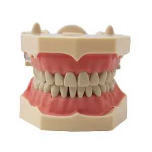 Dental Teaching Model SF Type Study Model 32pcs Soft Gum Screw Fixed DP Articulator Practice Preparation Model
