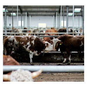 Gran oferta, estructura de acero, cobertizo para vacas, edificio de granja de acero prefabricado, Granero de caballos, diseño de Casa de <span class=keywords><strong>vaca</strong></span> - Product Image 1