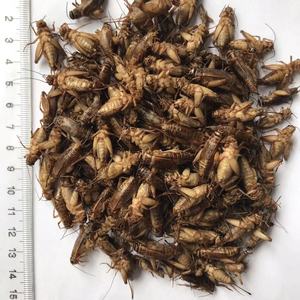 <span class=keywords><strong>Grillons</strong></span> pour animaux de compagnie, insectes <span class=keywords><strong>comestibles</strong></span>, Maggot sec - Product Image 3
