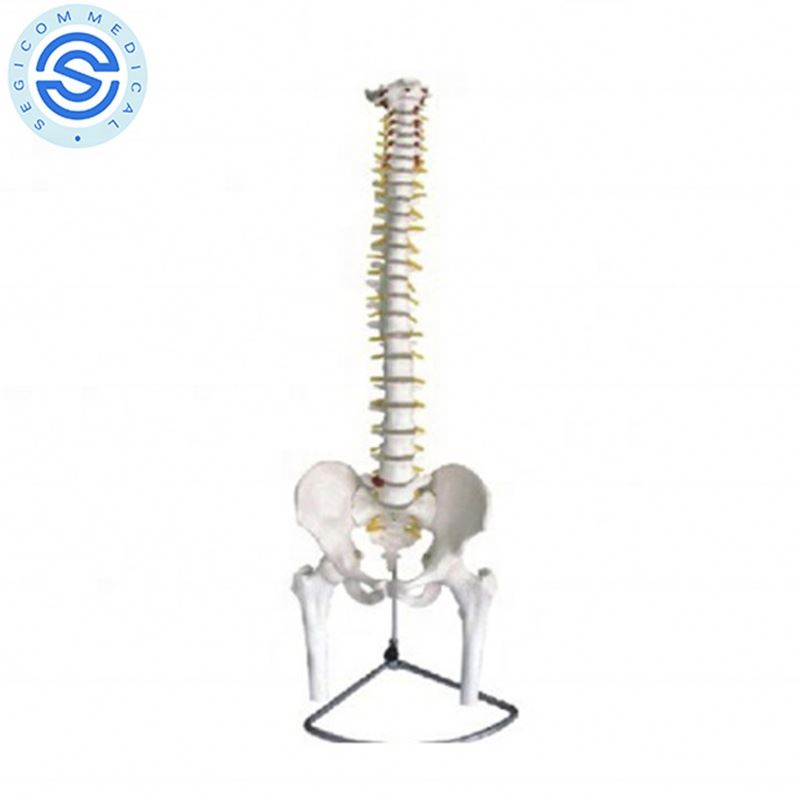 Точная технология, анатомия человеческого скелета, гибкий Позвоночник с тазом и бедром, хиропрактика, анатомическая модель позвоночника