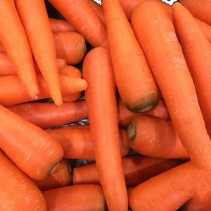 Récolte de carottes Qualité supérieure Carottes fraîches en gros Prix bon marché Légumes naturels sains - Product Image 2