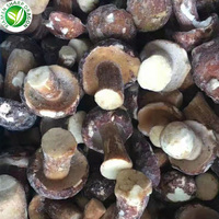 Champignons entiers IQF Boletus Edulis Prix Champignons Congelés Suillus Luteus Chine SD 12 Tonnes (Charge Mixte avec Durée de Conservation de 24 Mois Toute l'Année)