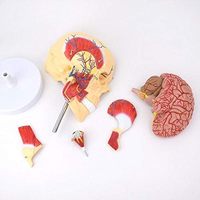 Modelo Anatómico de Músculos de la Mandíbula Humana, Región Facial, Cabeza y Huesos, Recursos Didácticos Médicos y Científicos