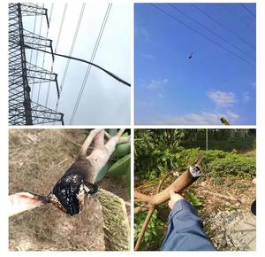 أداة تشذيب الأشجار بالليزر المحمولة لمسافات طويلة لإزالة العوائق عن بعد من خلال الليزر - Product Image 5