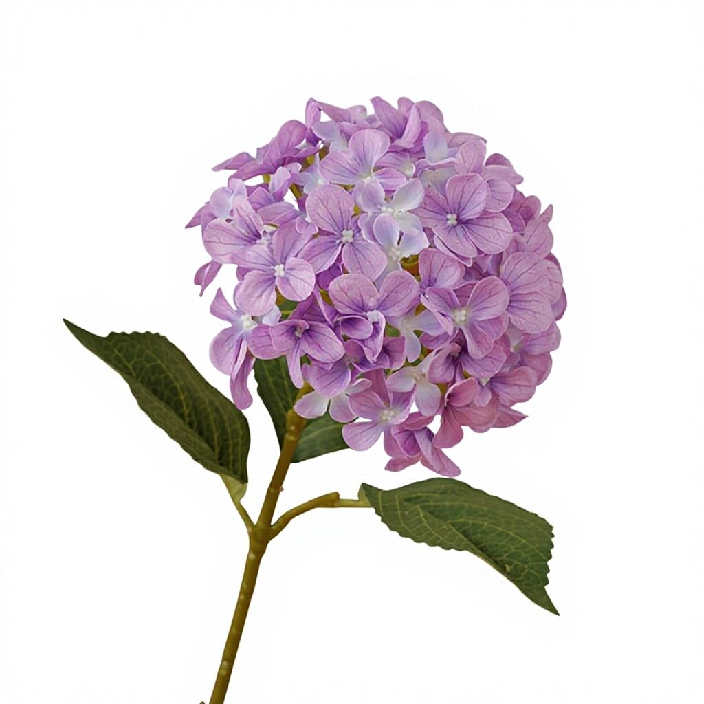 สีม่วง