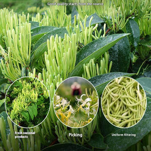 Grosir Jin Yin Hua teh mekar Honeysuckle organik alami kualitas tinggi teh bunga Honeysuckle kering Herbal sehat China - Product Image 5