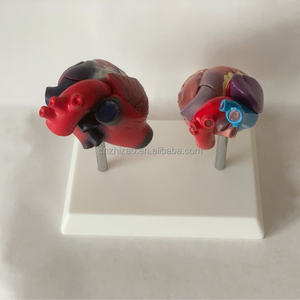 Maniquí de PVC avanzado de tamaño real para falla cardíaca patológica humana, con láminas arteriales vasculares y corazón anatómico saludable - Product Image 5