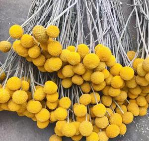 Bán Buôn Tự Nhiên Hoa Khô Vàng Billy Nút Quả Bóng Bó Hoa Boho Khô Hoa Khô Bó Hoa Nhà Hàng Thủ Công - Product Image 3