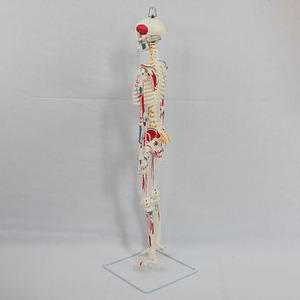 Sciedu <span class=keywords><strong>Skeleton</strong></span> mô hình 85cm mềm treo toàn bộ cơ thể màu <span class=keywords><strong>Skeleton</strong></span> mô hình (phun) hỗ trợ giảng dạy mô phỏng bộ xương người mô hình - Product Image 4