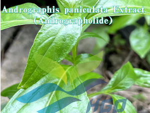 Extracto de Andrographis paniculata natural de suministro directo de fábrica de HGO (grado alimenticio) Andrographolide 20% - 99% (extracto estandarizado) - Product Image 2