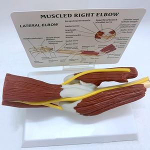 Modèle d'enseignement médical de squelette humain grandeur nature 1:1, bras droit musclé avec articulation du coude, ligaments vasculaires - Product Image 4