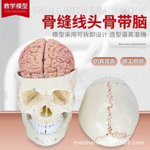 Crâne avec modèle de cerveau attaché ; Crâne humain, cerveau, neurologie, anatomie crânienne ; Suture osseuses ; Crâne avec modèle de cerveau attaché - Product Image 1