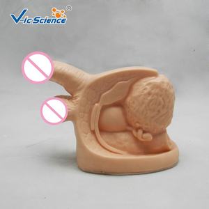 Órganos genitales masculinos de plástico avanzados para modelo de órgano médico anatómico para aprendizaje médico y estudiantes de medicina - Product Image 2