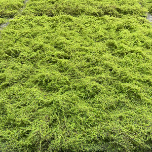 सिम्युलेटेड मॉस टर्फ, सिम्युलेटेड ब्राउन और ग्रीन मॉस टर्फ कारखाने थोक, परिदृश्य सजावट मोएस टर्फ - Product Image 1