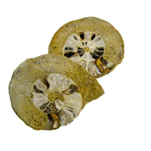 天然稀有菊石化石海螺水晶石英化石海螺家居装饰来自马达加斯加水晶礼品