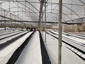 Cảnh quan nông nghiệp nhiều đường hầm <span class=keywords><strong>Berry</strong></span> nhà kính Orchard cây trang trại trắng đen 120g PP nhựa che phủ mặt đất kiểm soát cỏ dại mat - Product Image 6