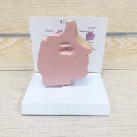 Personnalisé l'anatomie Humaine science Médicale l'éducation des patients Nez cavité anatomie Sinus modèle