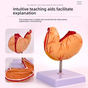 Modelo Anatómico de Estómago <span class=keywords><strong>Humano</strong></span> de PVC de Tamaño Real, Desmontable, <span class=keywords><strong>con</strong></span> Base, para la Enseñanza de Biología Escolar - Product Image 5