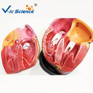 Modèle de cœur simulé à l'échelle 5x, affichage complet des valves cardiaques, modèle de démonstration pour l'enseignement et la formation. - Product Image 2