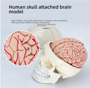 Accesorio <span class=keywords><strong>craneal</strong></span> de <span class=keywords><strong>sutura</strong></span> de cráneo, modelo de esqueleto humano de PVC de plástico, anatomía <span class=keywords><strong>craneal</strong></span> neuroquirúrgica para entrenamiento escolar - Product Image 2