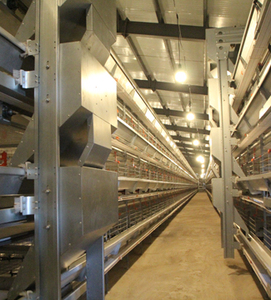 Nouveau <span class=keywords><strong>poulailler</strong></span> en acier galvanisé entièrement automatisé de type H à longue durée de vie de haute qualité pour ferme d'élevage de poulets - Product Image 6