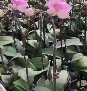 Usine directement vente pvc soie papillon orchidée et plantes croissant support pôle pliable fleur tige fil