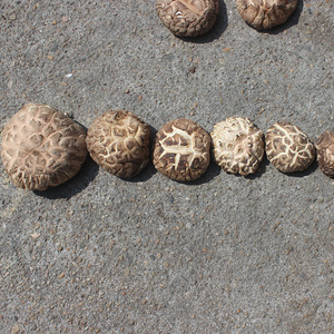 Nấm khô hữu cơ chất lượng cao, bán buôn số lượng lớn, dùng để nấu ăn - Product Image 4